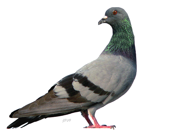 pigeon-blank-template-imgflip