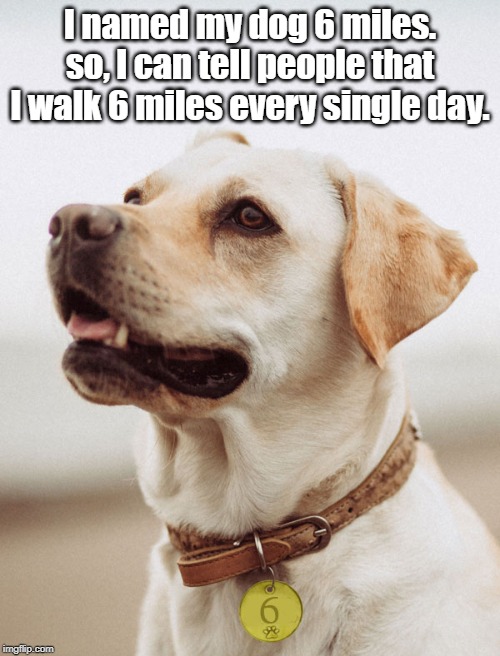"6" | I named my dog 6 miles.
so, I can tell people that I walk 6 miles every single day. | image tagged in sport | made w/ Imgflip meme maker