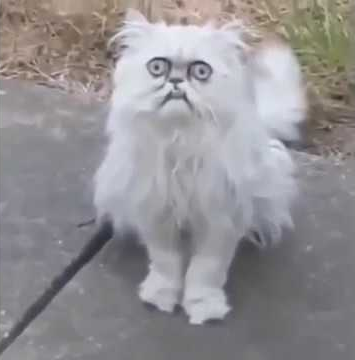 High Quality Weird cat Blank Meme Template