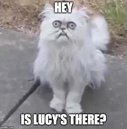 Weird cat | HEY; IS LUCY'S THERE? | image tagged in weird cat | made w/ Imgflip meme maker