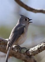 tufted titmouse Blank Meme Template