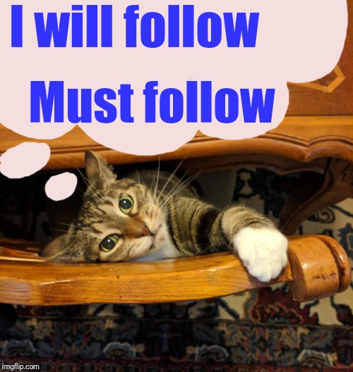 Cat in a Trance | I will follow Must follow | image tagged in cat in a trance | made w/ Imgflip meme maker