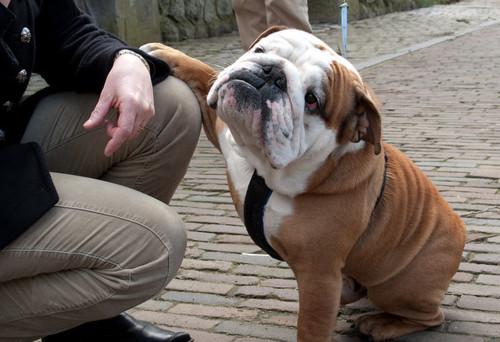 image tagged in dogs,animals