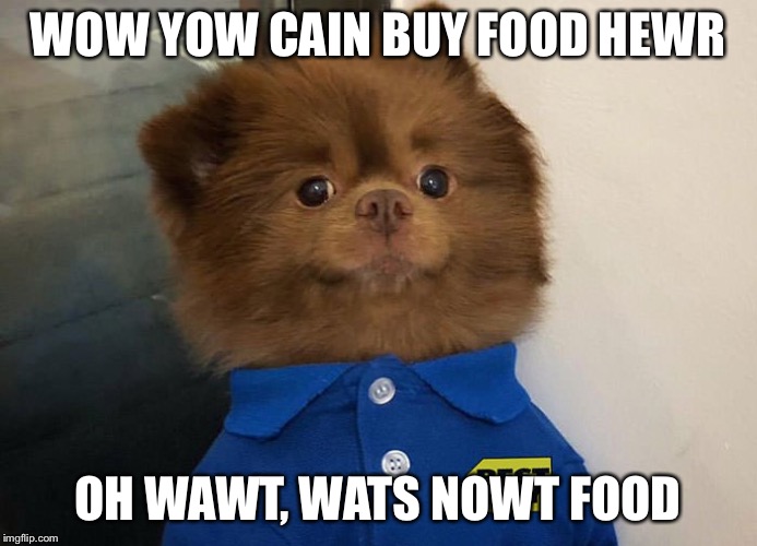 Best Buy dog | WOW YOW CAIN BUY FOOD HEWR; OH WAWT, WATS NOWT FOOD | image tagged in best buy dog | made w/ Imgflip meme maker