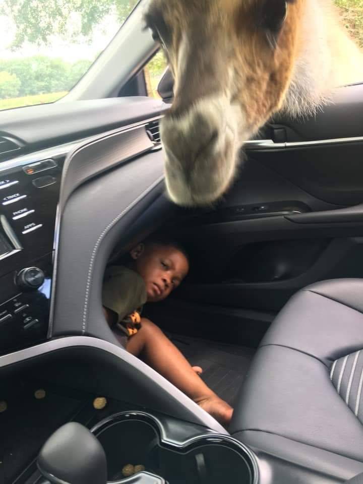 Boy hiding from Giraffe Blank Meme Template