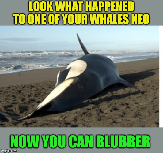whale | LOOK WHAT HAPPENED TO ONE OF YOUR WHALES NEO NOW YOU CAN BLUBBER | image tagged in whale | made w/ Imgflip meme maker