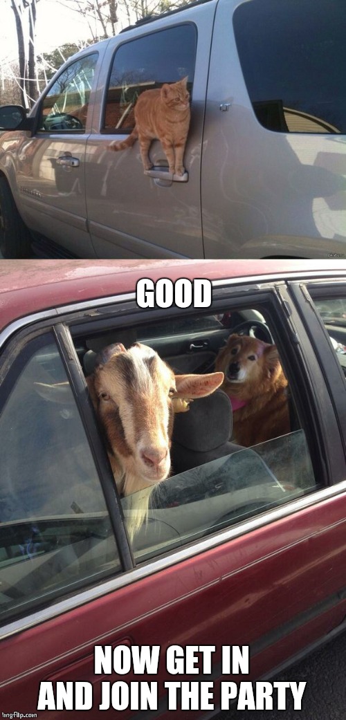 ANIMAL PARTY | GOOD; NOW GET IN AND JOIN THE PARTY | image tagged in cats,goat,dog | made w/ Imgflip meme maker