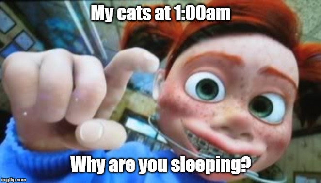 Darla | My cats at 1:00am; Why are you sleeping? | image tagged in darla | made w/ Imgflip meme maker