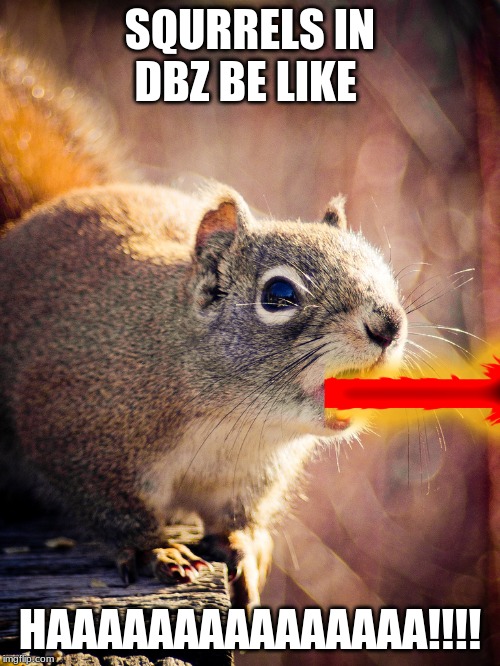 SQURRELS IN DBZ BE LIKE; HAAAAAAAAAAAAAAA!!!! | image tagged in squirrel,dbz,awesome | made w/ Imgflip meme maker