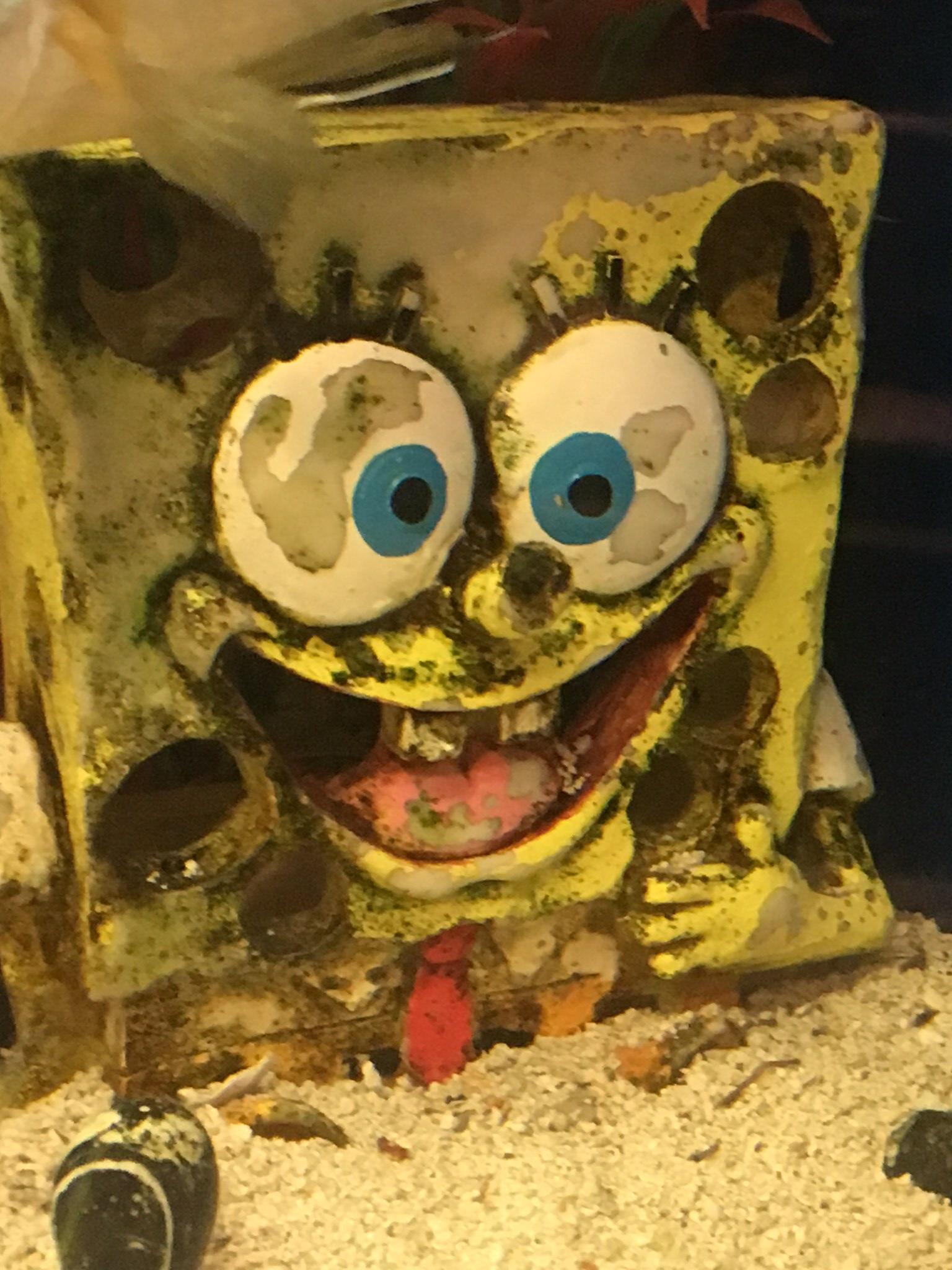 Spongebob on crack Blank Meme Template