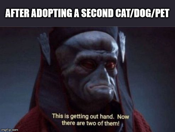 This is getting out of hand | AFTER ADOPTING A SECOND CAT/DOG/PET | image tagged in this is getting out of hand | made w/ Imgflip meme maker
