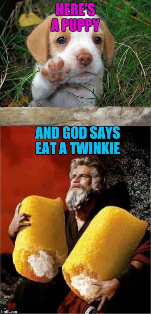 HERE'S A PUPPY AND GOD SAYS EAT A TWINKIE | image tagged in dog puppy bye,moses with twinkies | made w/ Imgflip meme maker