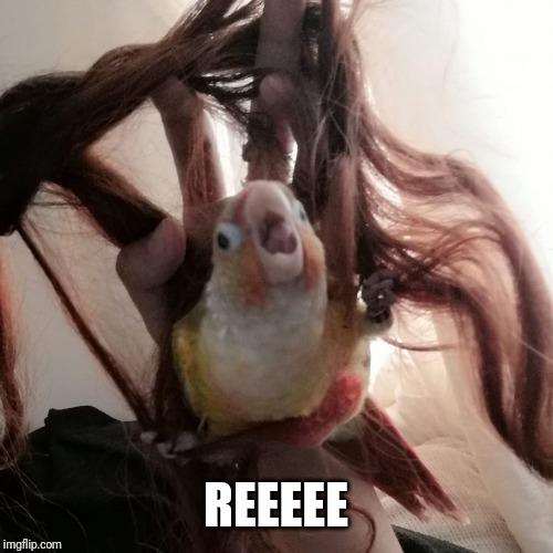 reeee birb | REEEEE | image tagged in birb,bird,reeeeeeeeeeeeeeeeeeeeee | made w/ Imgflip meme maker