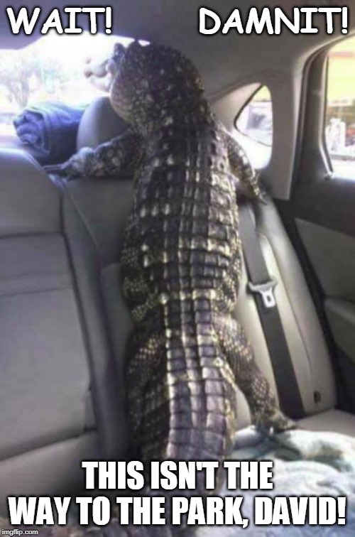 Gator Park | WAIT!      DAMNIT! THIS ISN'T THE WAY TO THE PARK, DAVID! | image tagged in alligator,gator,pets,funny dog memes,florida,meanwhile in florida | made w/ Imgflip meme maker
