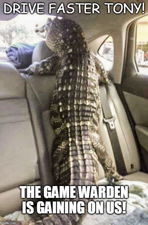 Meanwhile in Florida | DRIVE FASTER TONY! THE GAME WARDEN IS GAINING ON US! | image tagged in meanwhile in florida,alligator,funny memes,gator,florida | made w/ Imgflip meme maker