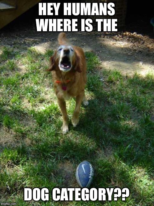 Dogs need some credit... | HEY HUMANS WHERE IS THE; DOG CATEGORY?? | image tagged in dogs,doggo,doggos,doggy,doggie,doggo week | made w/ Imgflip meme maker