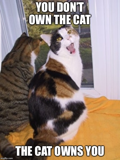 They will do anything they like | YOU DON’T OWN THE CAT; THE CAT OWNS YOU | image tagged in cats,lolcats,lol,lol so funny,trololol,lmao | made w/ Imgflip meme maker