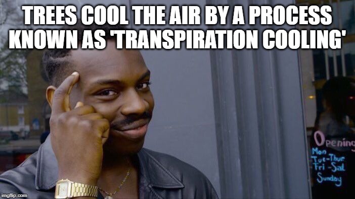 Roll Safe Think About It Meme | TREES COOL THE AIR BY A PROCESS KNOWN AS 'TRANSPIRATION COOLING' | image tagged in memes,roll safe think about it | made w/ Imgflip meme maker