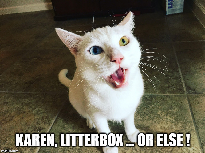 Karen, Litterbox! | KAREN, LITTERBOX ... OR ELSE ! | image tagged in karen litterbox | made w/ Imgflip meme maker