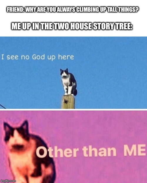 Hail pole cat | FRIEND: WHY ARE YOU ALWAYS CLIMBING UP TALL THINGS? ME UP IN THE TWO HOUSE STORY TREE: | image tagged in hail pole cat | made w/ Imgflip meme maker