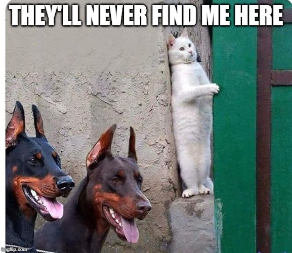 Hidden cat | THEY'LL NEVER FIND ME HERE | image tagged in hidden cat | made w/ Imgflip meme maker