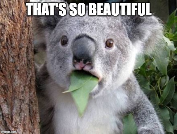 Stunned Koala | THAT'S SO BEAUTIFUL | image tagged in stunned koala | made w/ Imgflip meme maker