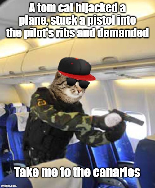 hijacker | A tom cat hijacked a plane, stuck a pistol into the pilot's ribs and demanded; Take me to the canaries | image tagged in cat | made w/ Imgflip meme maker