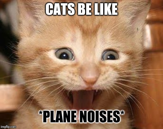 Excited Cat | CATS BE LIKE; *PLANE NOISES* | image tagged in memes,excited cat | made w/ Imgflip meme maker