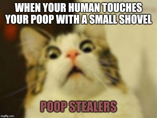 Scared Cat | WHEN YOUR HUMAN TOUCHES YOUR POOP WITH A SMALL SHOVEL; POOP STEALERS | image tagged in memes,scared cat | made w/ Imgflip meme maker