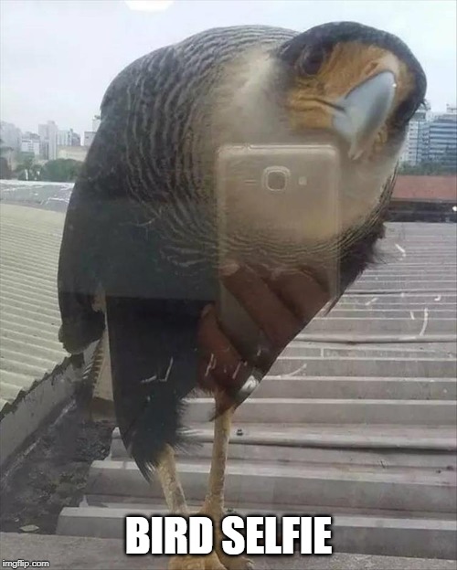 Bird Selfie | BIRD SELFIE | image tagged in memes,funny,bird,selfie | made w/ Imgflip meme maker