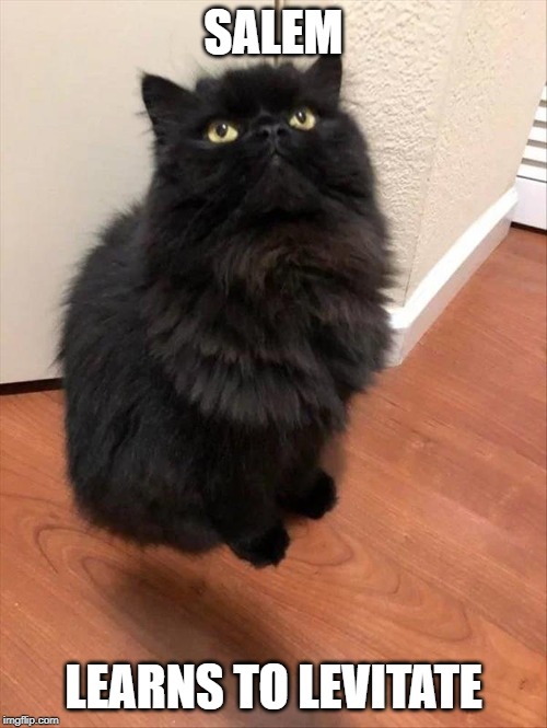 SALEM; LEARNS TO LEVITATE | image tagged in memes,funny,cats,salem,sabrina,levitate | made w/ Imgflip meme maker