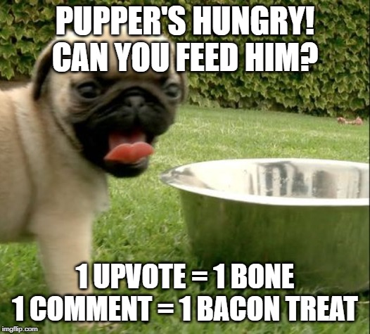 PUPPER'S HUNGRY! CAN YOU FEED HIM? 1 UPVOTE = 1 BONE
1 COMMENT = 1 BACON TREAT | made w/ Imgflip meme maker