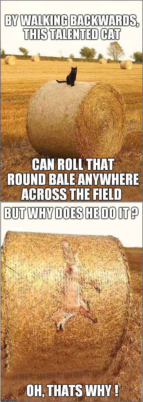 Rollin', Rollin', Rolling. | BY WALKING BACKWARDS,  THIS TALENTED CAT; CAN ROLL THAT ROUND BALE ANYWHERE ACROSS THE FIELD; BUT WHY DOES HE DO IT ? OH, THATS WHY ! | image tagged in fun,cats,foxes | made w/ Imgflip meme maker