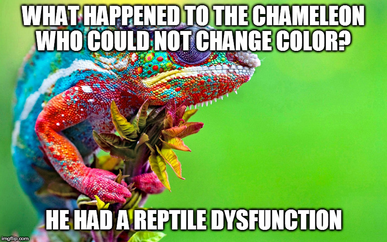 Chameleon  | WHAT HAPPENED TO THE CHAMELEON WHO COULD NOT CHANGE COLOR? HE HAD A REPTILE DYSFUNCTION | image tagged in chameleon | made w/ Imgflip meme maker