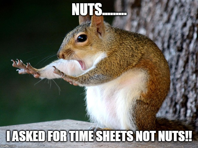 Squirll | NUTS......... I ASKED FOR TIME SHEETS NOT NUTS!! | image tagged in squirll | made w/ Imgflip meme maker
