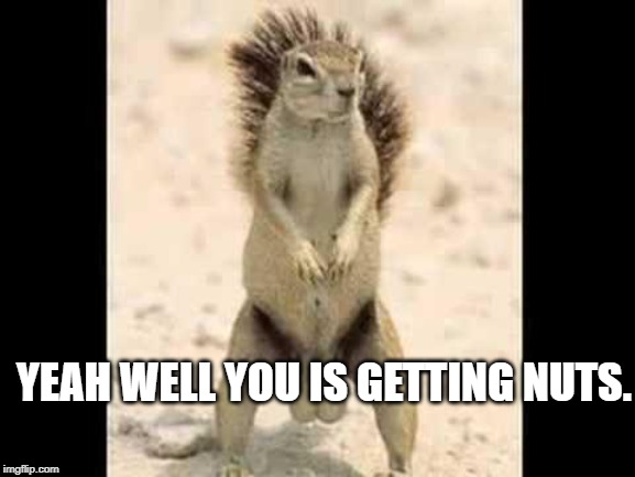 Squirrel nuts | YEAH WELL YOU IS GETTING NUTS. | image tagged in squirrel nuts | made w/ Imgflip meme maker