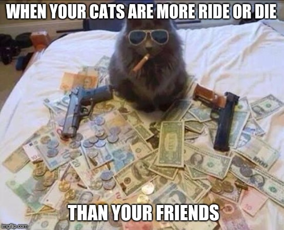 gangsta-kitty | WHEN YOUR CATS ARE MORE RIDE OR DIE; THAN YOUR FRIENDS | image tagged in gangsta-kitty | made w/ Imgflip meme maker