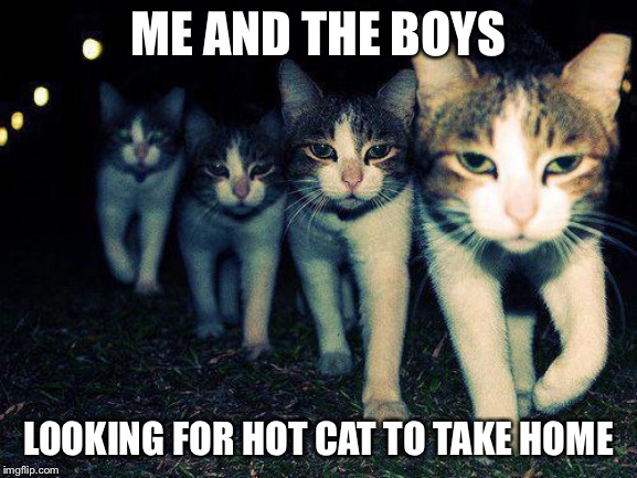 Wrong Neighboorhood Cats | ME AND THE BOYS; LOOKING FOR HOT CAT TO TAKE HOME | image tagged in memes,wrong neighboorhood cats | made w/ Imgflip meme maker