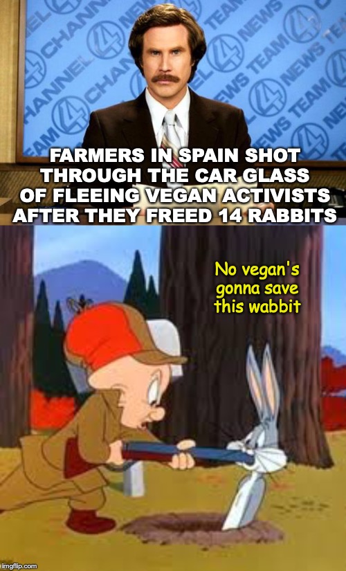 Gun Control Could Save Vegan Lives | FARMERS IN SPAIN SHOT THROUGH THE CAR GLASS OF FLEEING VEGAN ACTIVISTS AFTER THEY FREED 14 RABBITS; No vegan's gonna save this wabbit | image tagged in breaking news,vegan,activism,rabbits,spain,elmer fudd | made w/ Imgflip meme maker