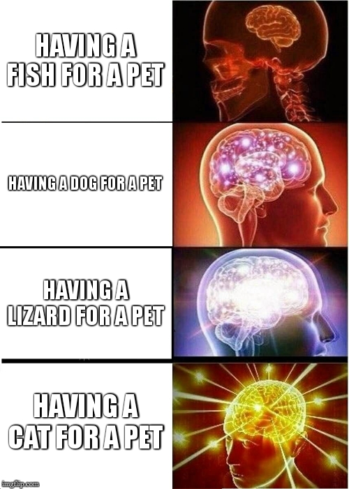 Expanding Brain Meme | HAVING A FISH FOR A PET; HAVING A DOG FOR A PET; HAVING A LIZARD FOR A PET; HAVING A CAT FOR A PET | image tagged in memes,expanding brain | made w/ Imgflip meme maker