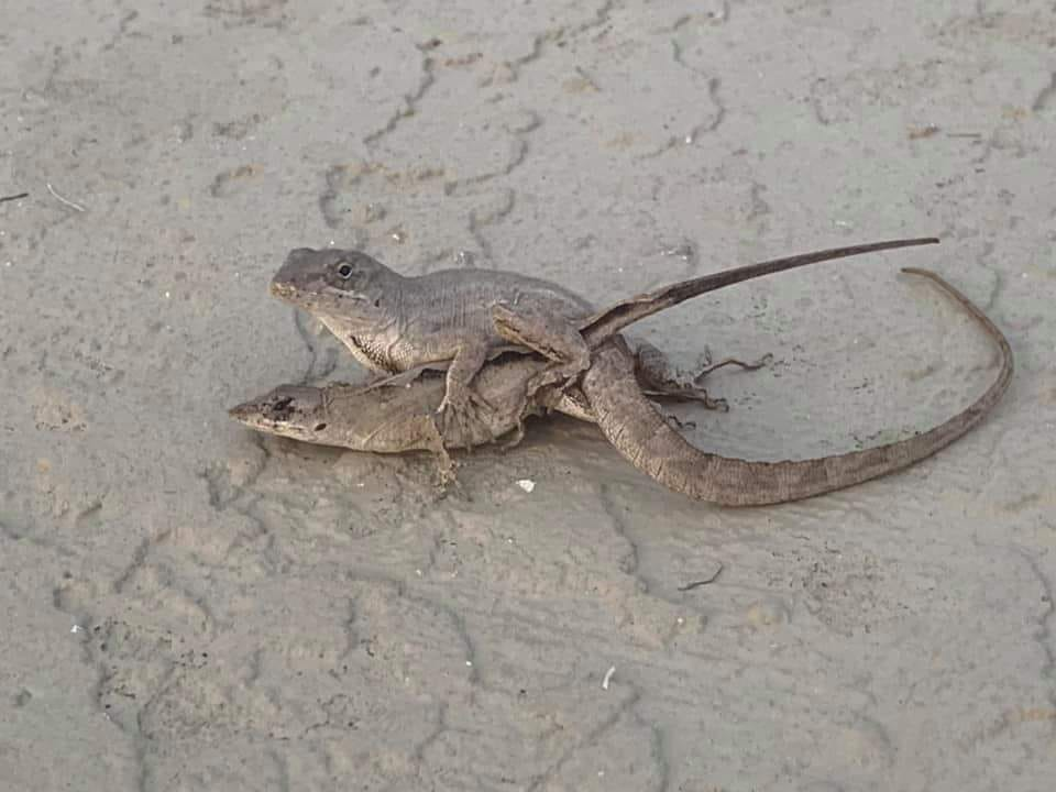 Lot Lizards Blank Meme Template