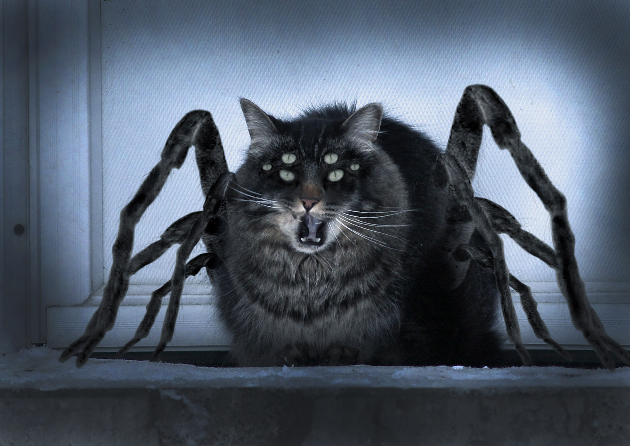 Включи кот паук. Скэри Кэт. Кот паук.