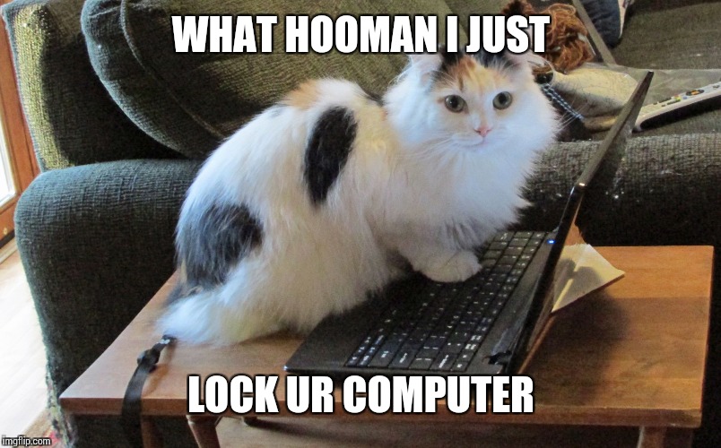 What human // cat on laptop | WHAT HOOMAN I JUST LOCK UR COMPUTER | image tagged in what human // cat on laptop | made w/ Imgflip meme maker