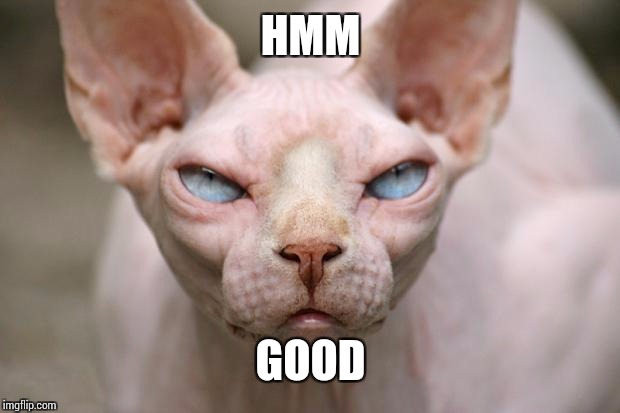 Evil Cat | HMM GOOD | image tagged in evil cat | made w/ Imgflip meme maker