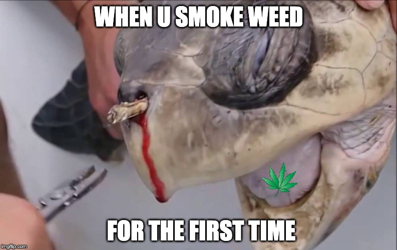WHEN U SMOKE WEED; FOR THE FIRST TIME | image tagged in turtle | made w/ Imgflip meme maker