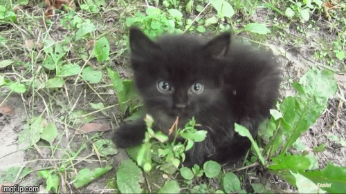 Kitten! | image tagged in gifs,cats | made w/ Imgflip images-to-gif maker