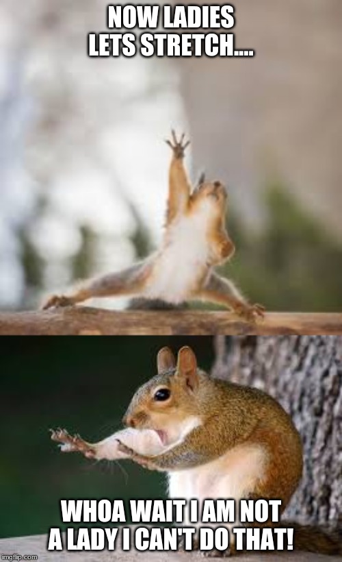 Stretching squirrels | NOW LADIES LETS STRETCH.... WHOA WAIT I AM NOT A LADY I CAN'T DO THAT! | image tagged in squirrels | made w/ Imgflip meme maker