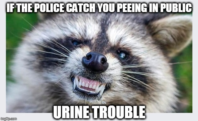 A public service announcement | IF THE POLICE CATCH YOU PEEING IN PUBLIC; URINE TROUBLE | image tagged in raccoon meme,urine meme,public safety,raccoon | made w/ Imgflip meme maker