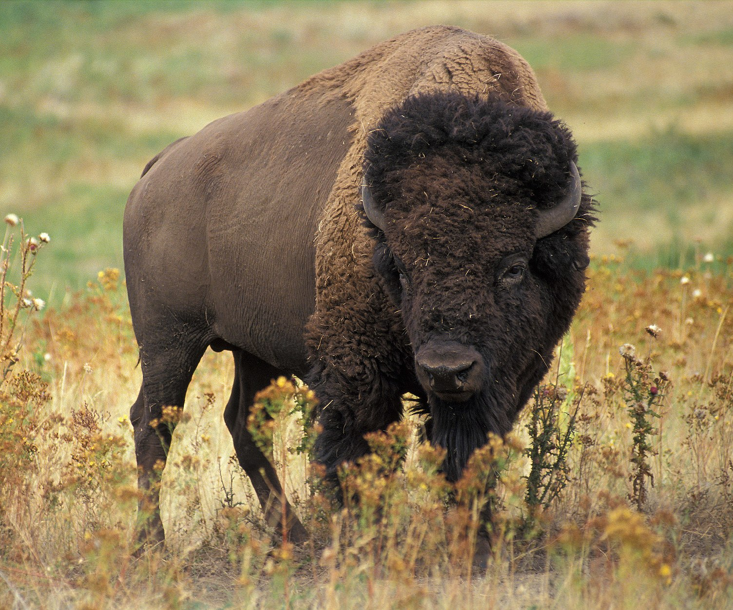 Bison Blank Meme Template