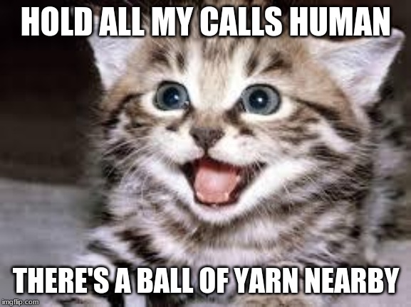 Cat loves yarn | HOLD ALL MY CALLS HUMAN; THERE'S A BALL OF YARN NEARBY | image tagged in happy cat | made w/ Imgflip meme maker